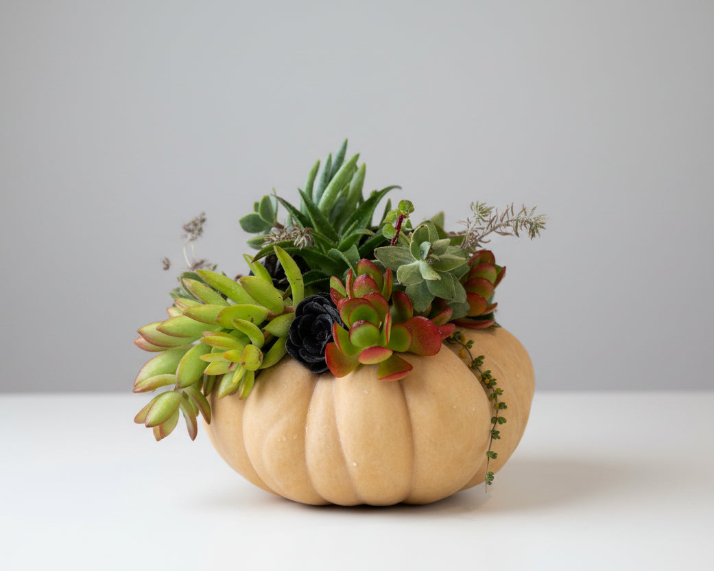 Medium Pumpkin