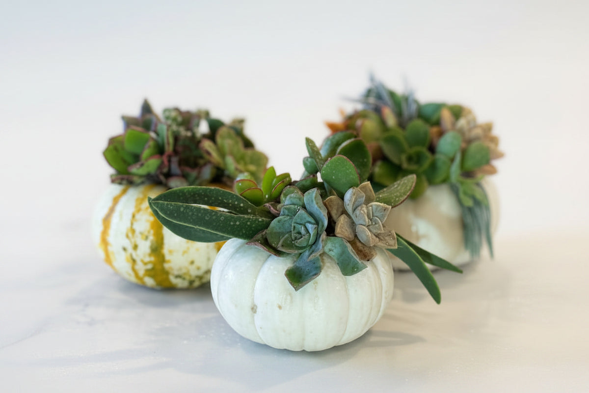 Small Pumpkin